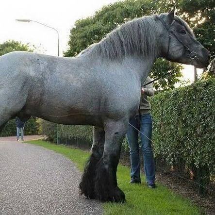 A Big Horse 